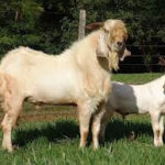 [Aggregator] Downloaded image for imported item #238